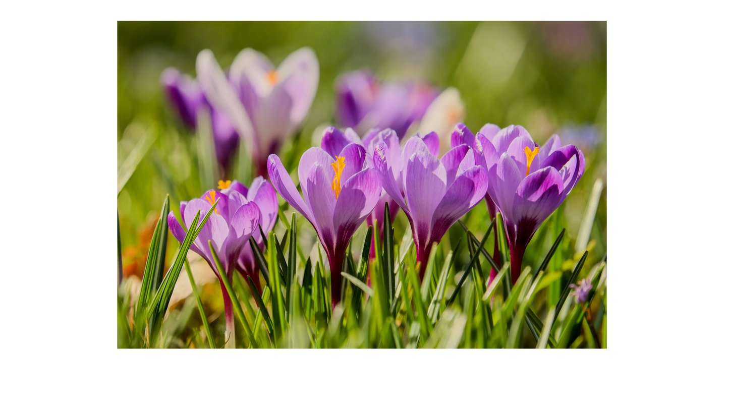 All-Natural Aromatherapy Candles