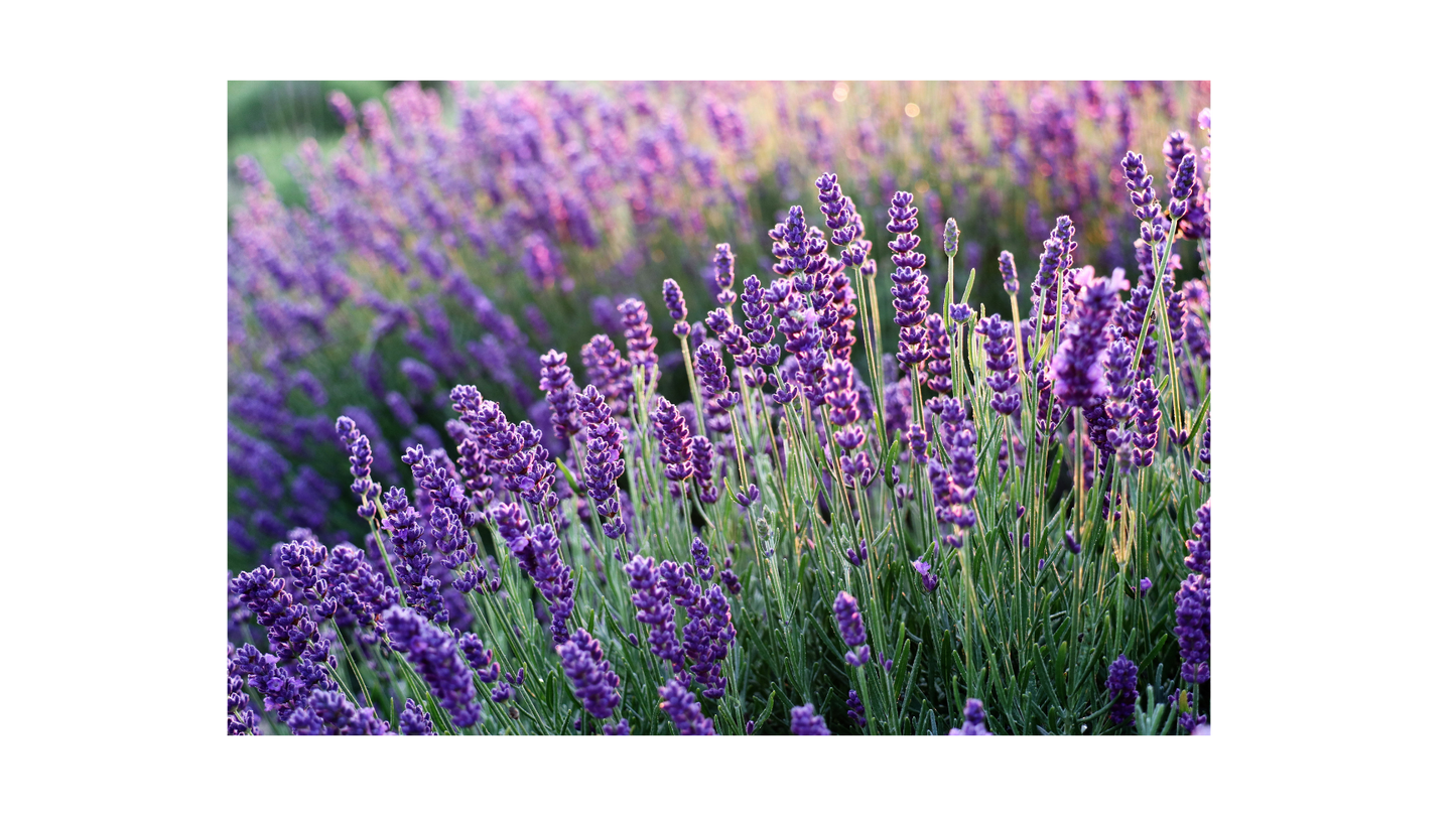 All-Natural Aromatherapy Candles